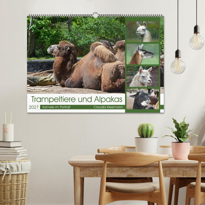 Trampeltiere und Alpakas (CALVENDO Wandkalender 2027)