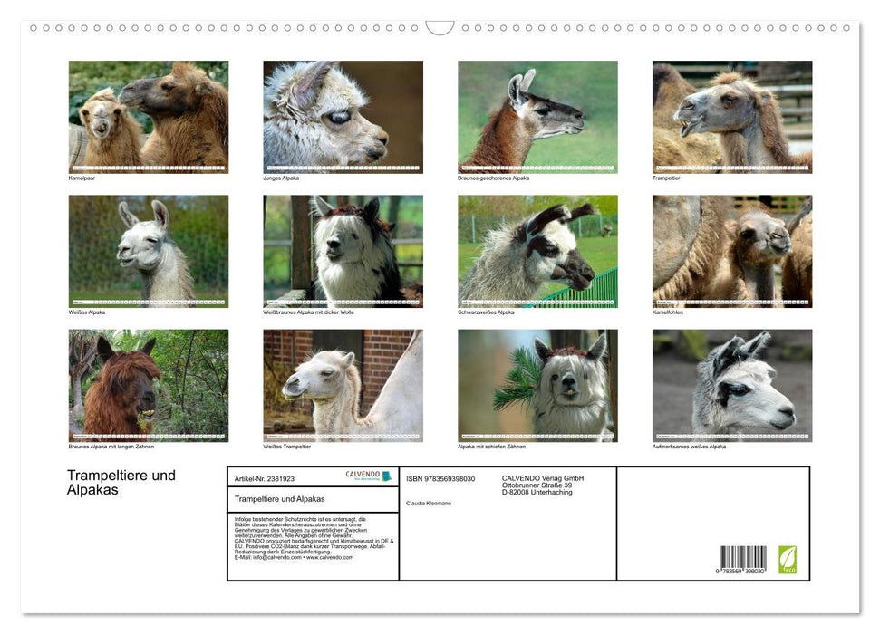 Trampeltiere und Alpakas (CALVENDO Wandkalender 2027)