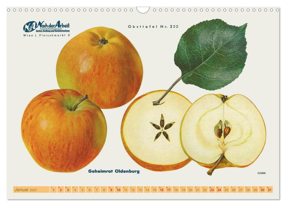 Alte Apfelsorten für Allergiker (CALVENDO Wandkalender 2027)