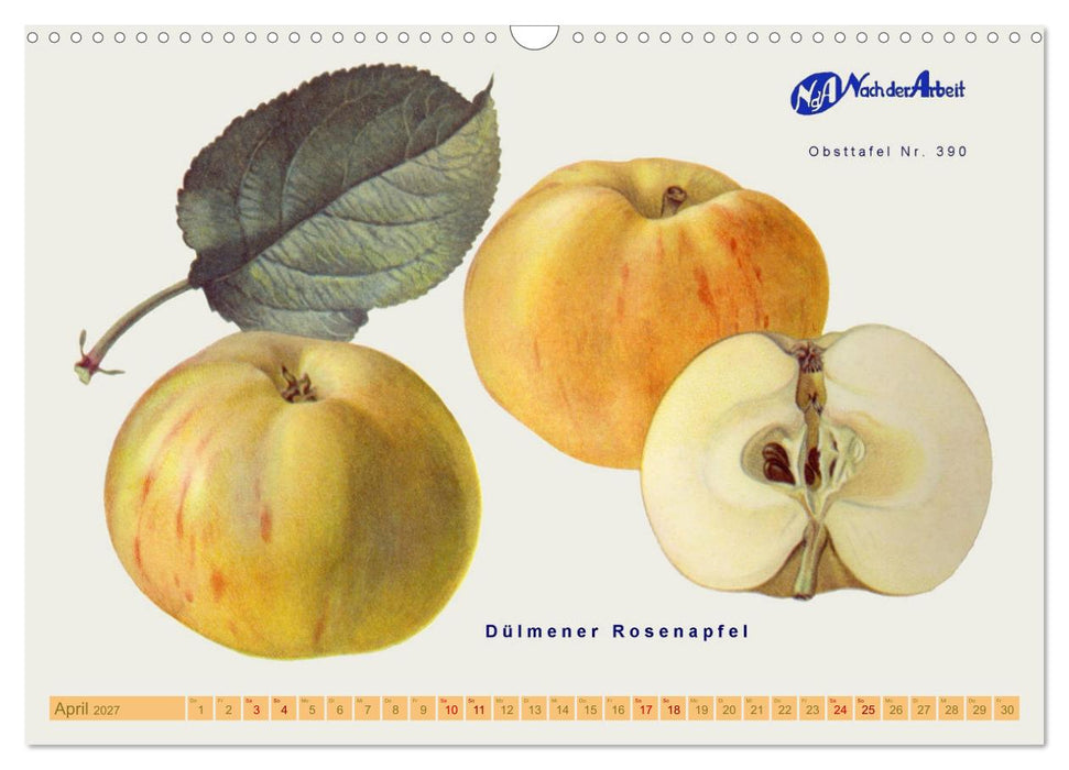 Alte Apfelsorten für Allergiker (CALVENDO Wandkalender 2027)