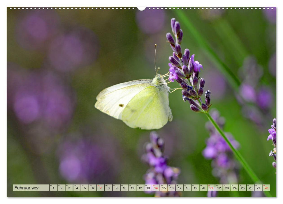 Wenn die Hummeln zum naschen kommen, ist dein Garten perfekt (CALVENDO Premium Wandkalender 2027)