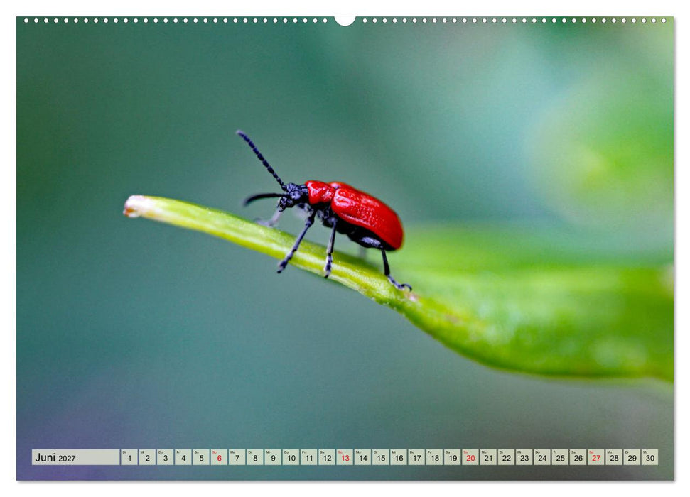 Wenn die Hummeln zum naschen kommen, ist dein Garten perfekt (CALVENDO Premium Wandkalender 2027)