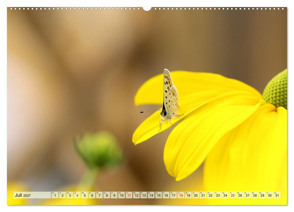 Wenn die Hummeln zum naschen kommen, ist dein Garten perfekt (CALVENDO Premium Wandkalender 2027)