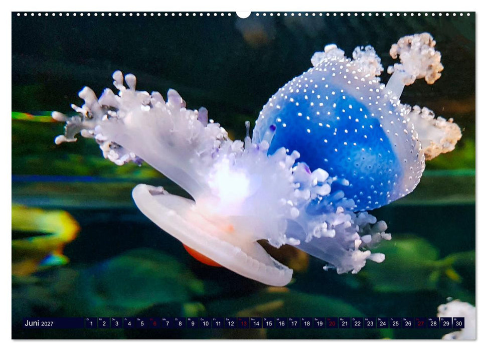 In der Welt der Medusen (CALVENDO Premium Wandkalender 2027)