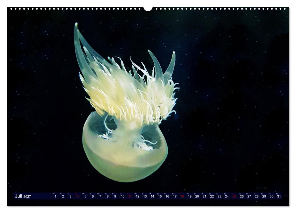 In der Welt der Medusen (CALVENDO Premium Wandkalender 2027)
