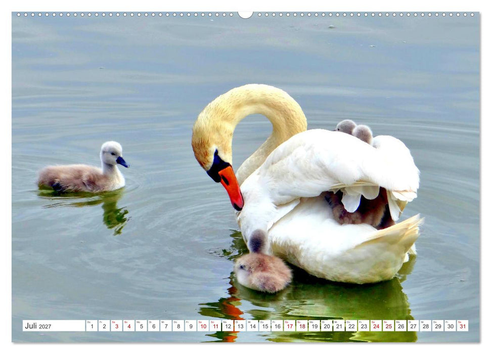 Heile Welt pur - Naturparadies Kurisches Haff (CALVENDO Premium Wandkalender 2027)