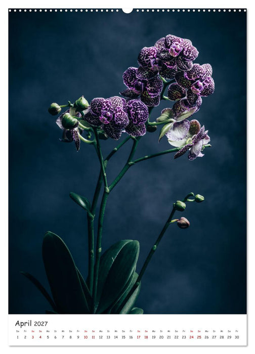 Orchideen Zauber (CALVENDO Premium Wandkalender 2027)