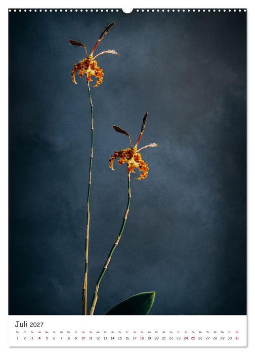Orchideen Zauber (CALVENDO Premium Wandkalender 2027)