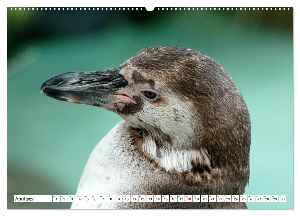 Tierische Frackträger (CALVENDO Wandkalender 2027)