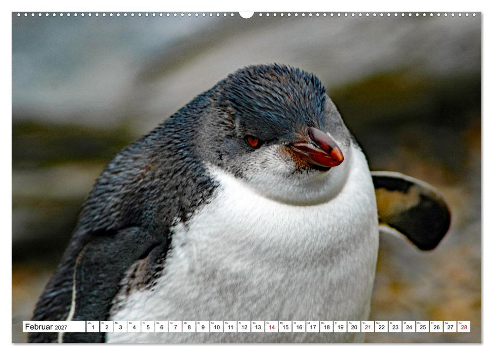Tierische Frackträger (CALVENDO Premium Wandkalender 2027)