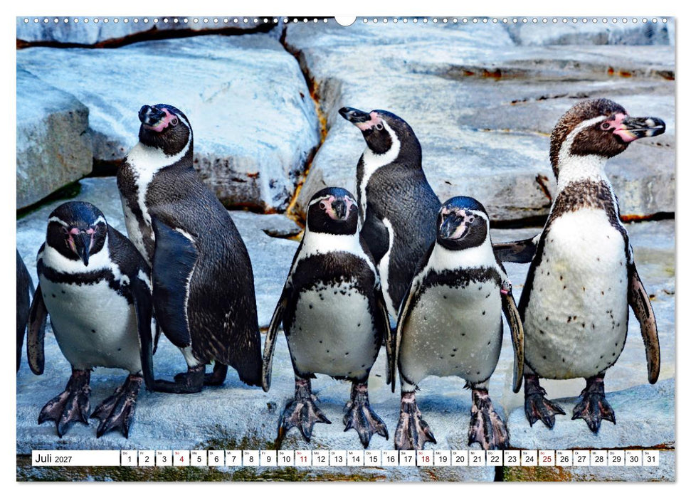 Tierische Frackträger (CALVENDO Premium Wandkalender 2027)