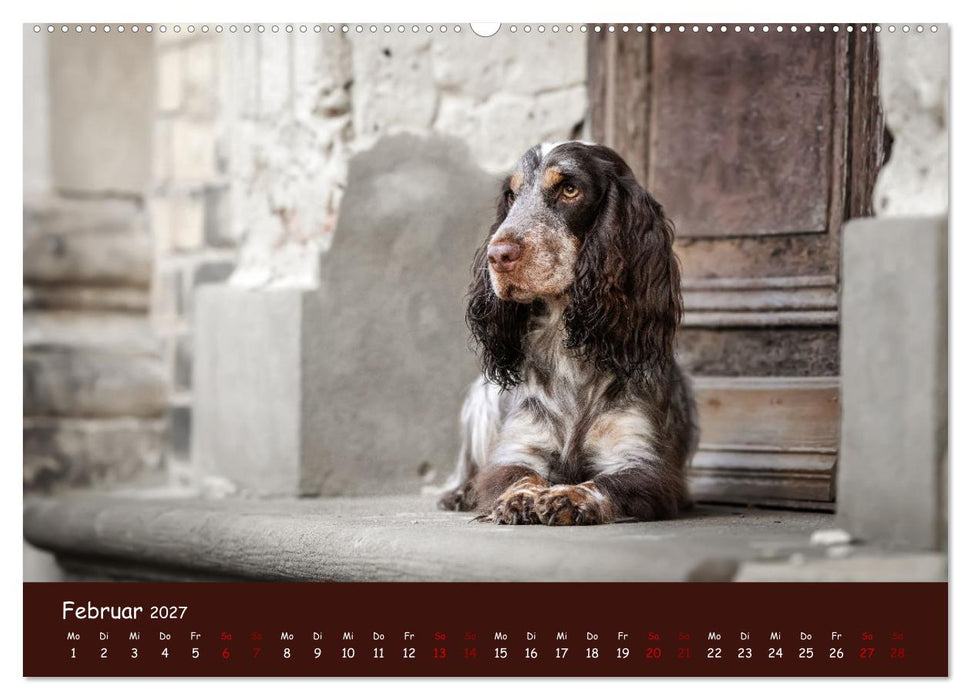 Englischer Cocker Spaniel (CALVENDO Premium Wandkalender 2027)