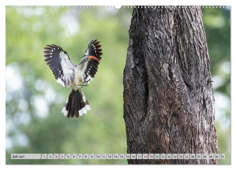 Birdlife - Vögel im südlichen Afrika (CALVENDO Premium Wandkalender 2027)