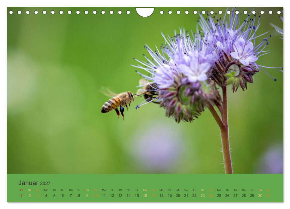 Bezaubernde Tierwelt in freier Natur (CALVENDO Wandkalender 2027)