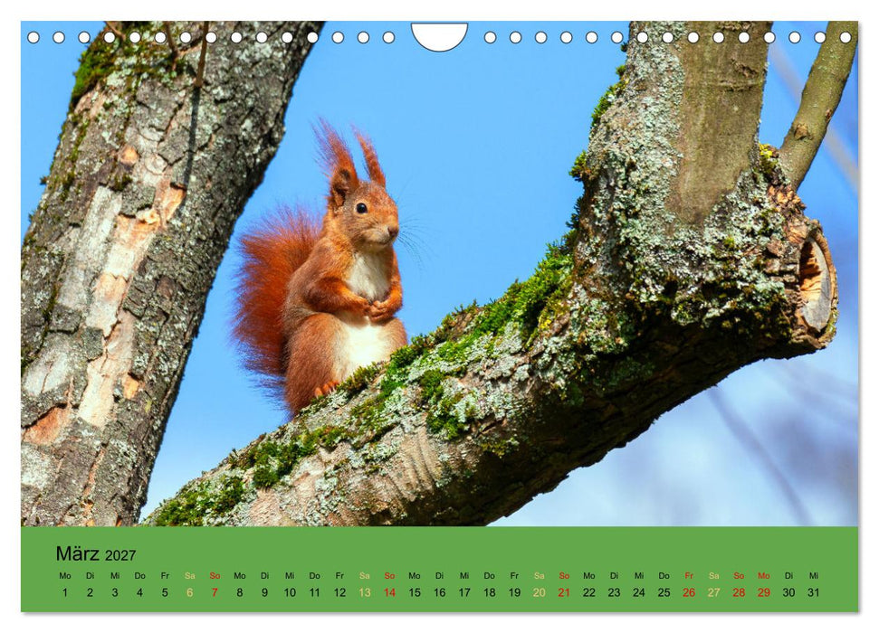 Bezaubernde Tierwelt in freier Natur (CALVENDO Wandkalender 2027)