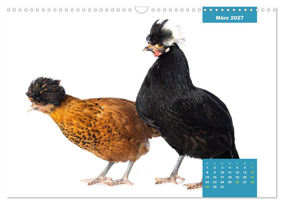 Die lustigen Hühner aus Mosenhof (CALVENDO Wandkalender 2027)