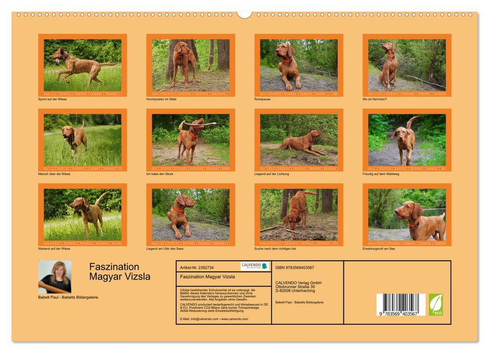 Faszination Magyar Vizsla (CALVENDO Premium Wandkalender 2027)