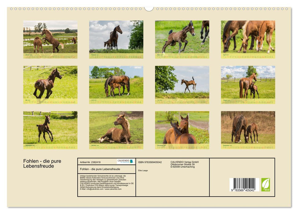 Fohlen - die pure Lebensfreude (CALVENDO Premium Wandkalender 2027)