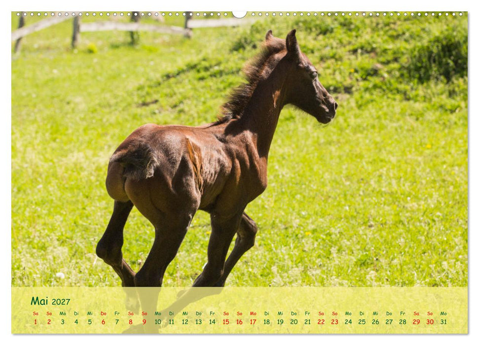 Fohlen - die pure Lebensfreude (CALVENDO Premium Wandkalender 2027)