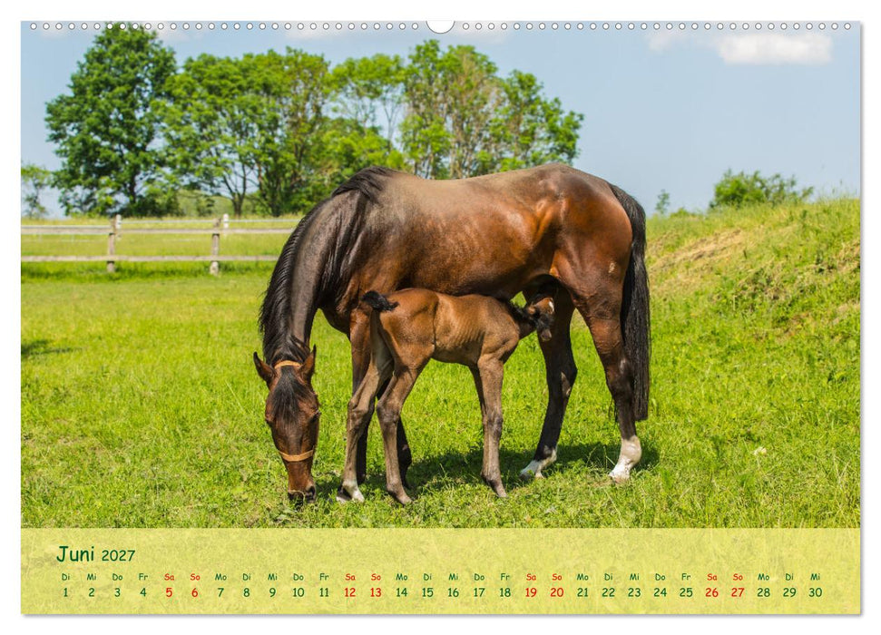 Fohlen - die pure Lebensfreude (CALVENDO Premium Wandkalender 2027)