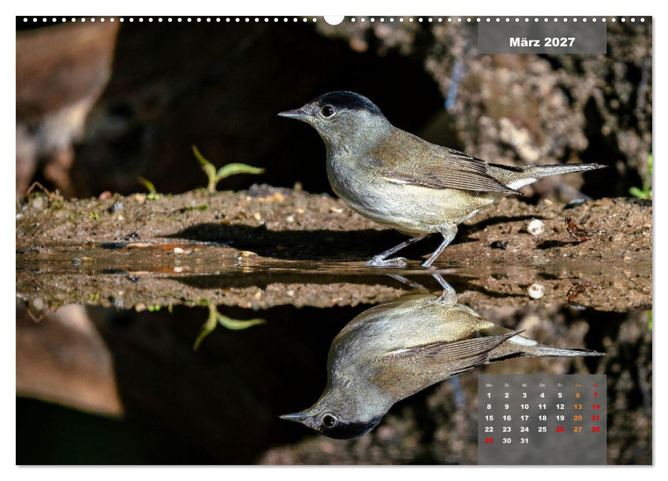 SINGVÖGEL - Die prächtigen Sänger in schönem Ambiente (CALVENDO Wandkalender 2027)