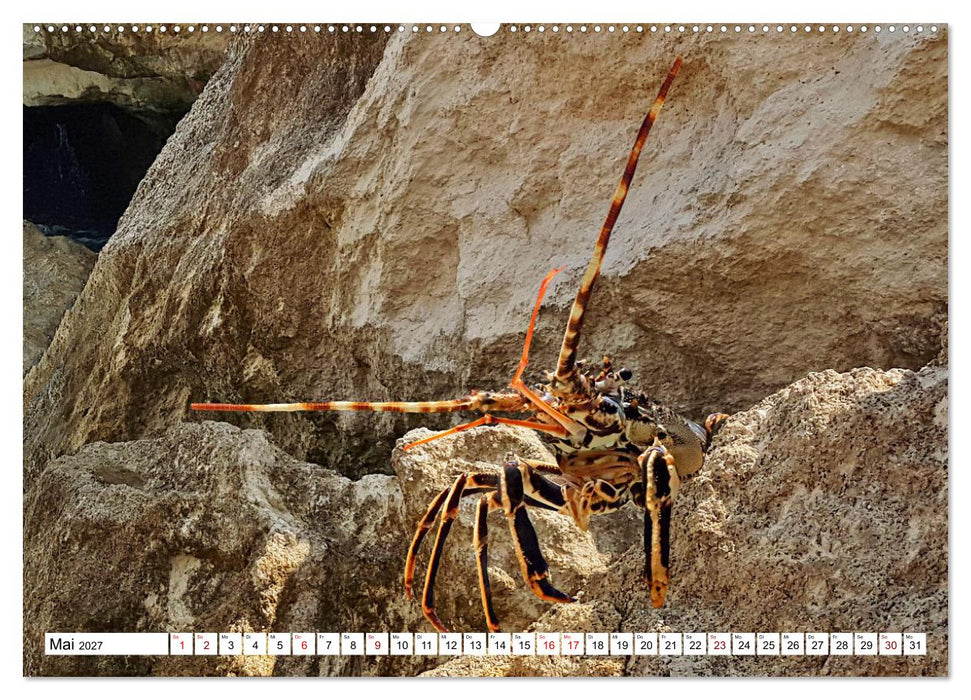 Strandgut Szenen (CALVENDO Premium Wandkalender 2027)