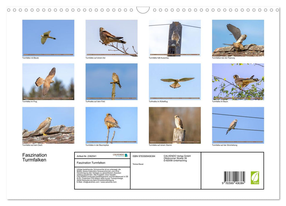 Faszination Turmfalken (CALVENDO Wandkalender 2027)