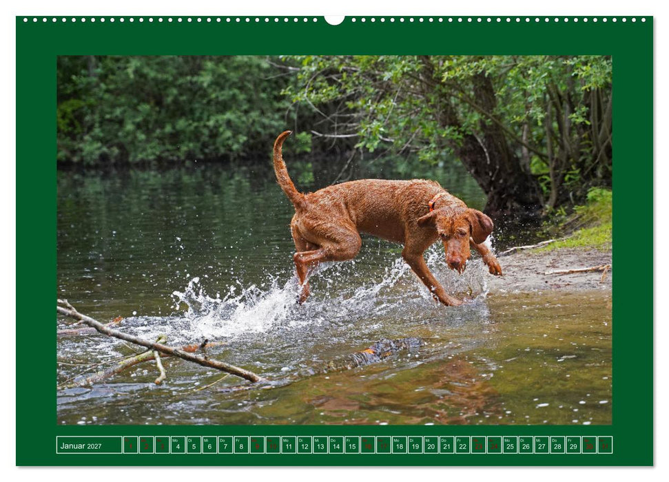 Faszination Magyar Vizsla am See (CALVENDO Wandkalender 2027)