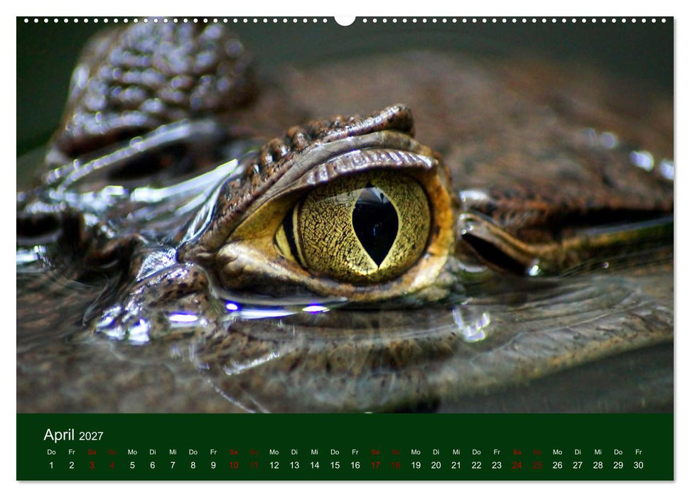 Reptilien & Amphibien Portraits (CALVENDO Wandkalender 2027)