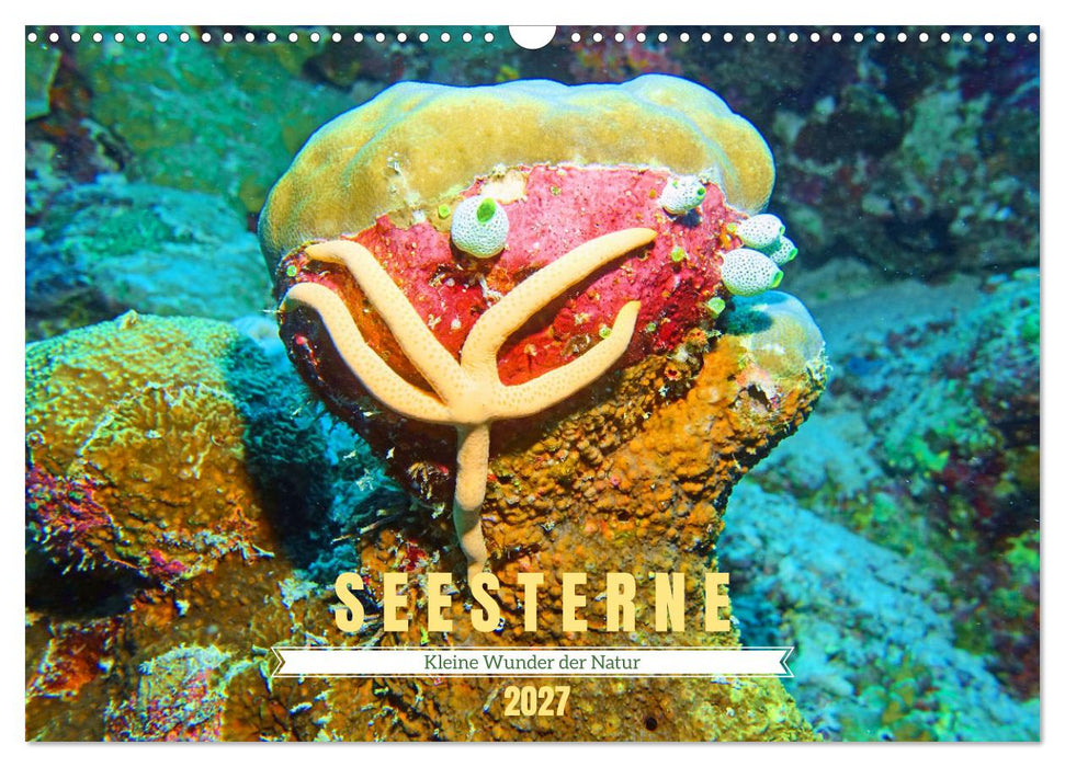 Seesterne - Kleine Wunder der Natur (CALVENDO Wandkalender 2027)