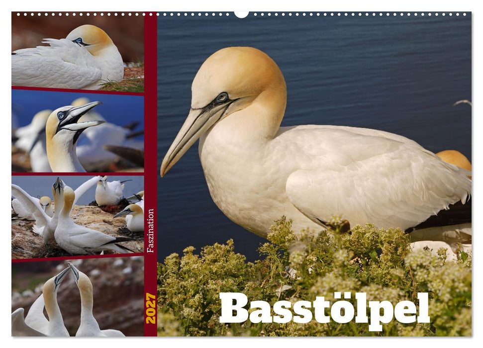 Faszination Basstölpel (CALVENDO Wandkalender 2027)