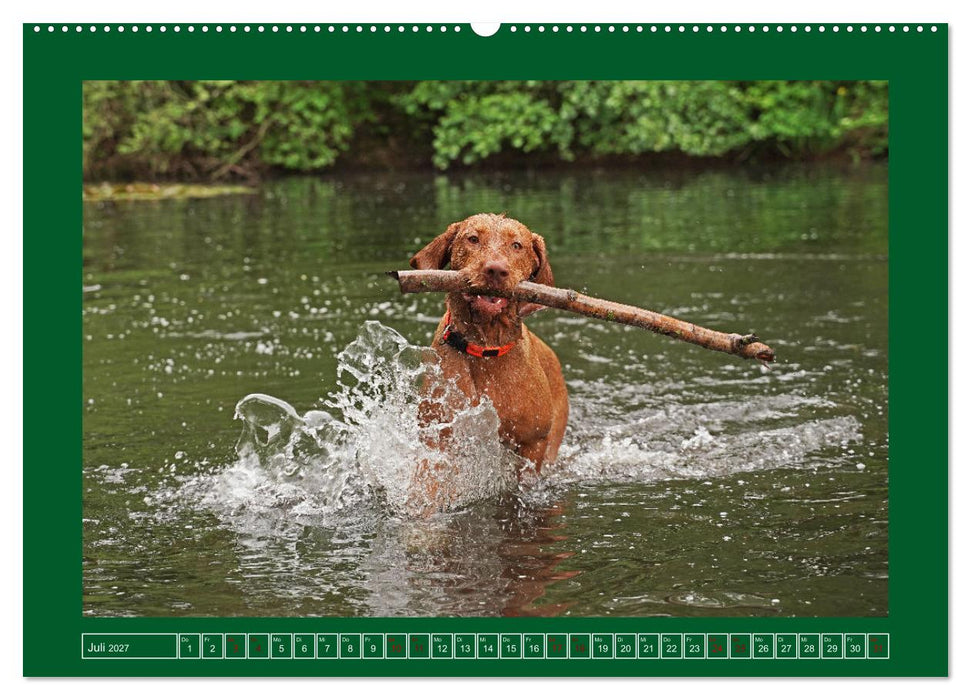 Faszination Magyar Vizsla am See (CALVENDO Premium Wandkalender 2027)