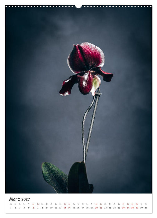 Orchideen Zauber (CALVENDO Wandkalender 2027)