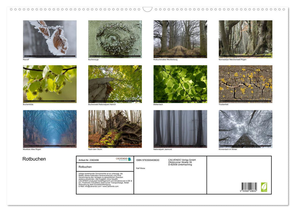 Rotbuchen (CALVENDO Wandkalender 2027)