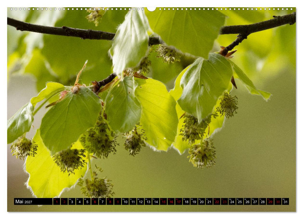 Rotbuchen (CALVENDO Wandkalender 2027)