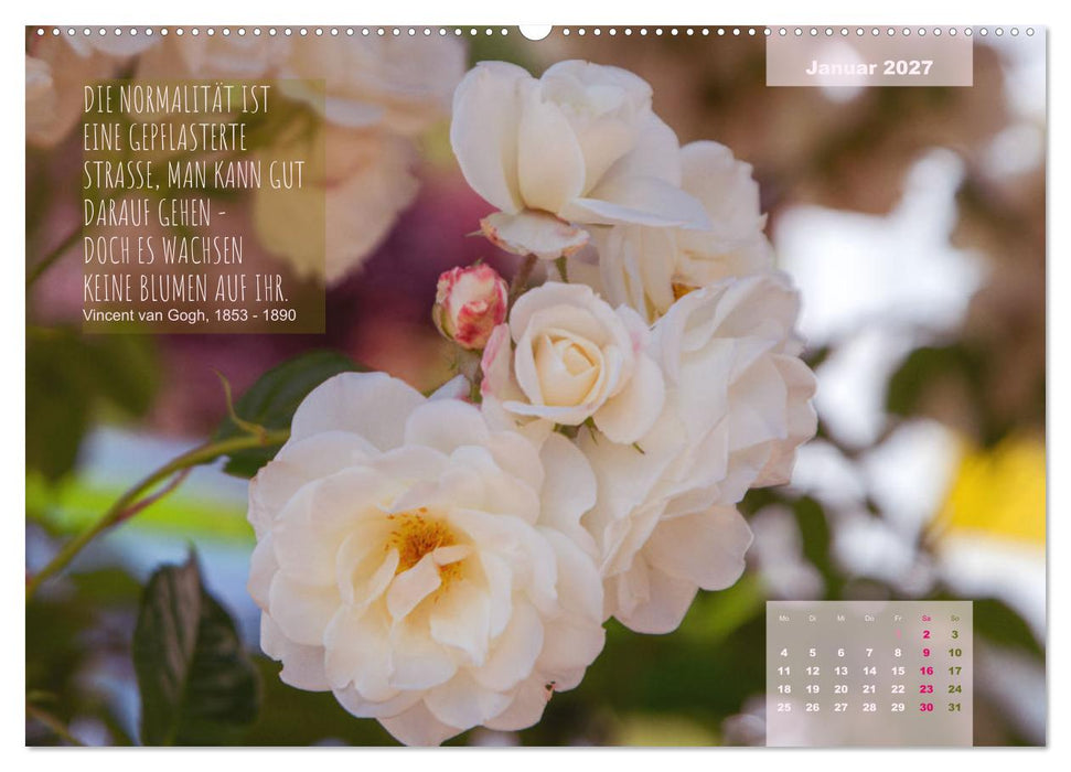 Rose Königin des Gartens (CALVENDO Premium Wandkalender 2027)