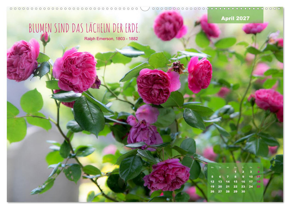 Rose Königin des Gartens (CALVENDO Premium Wandkalender 2027)