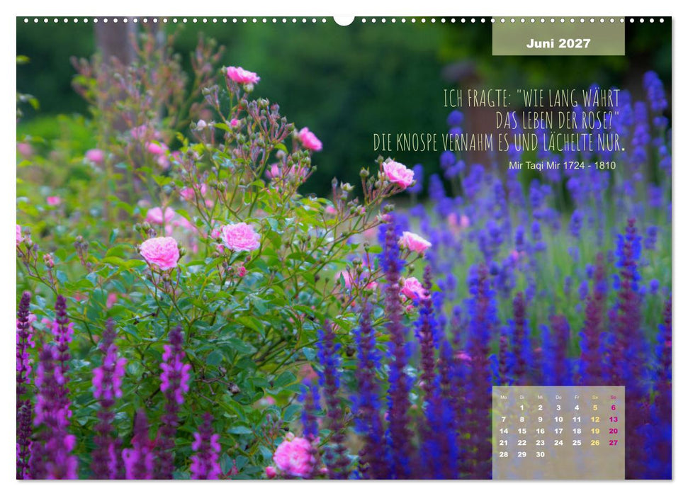 Rose Königin des Gartens (CALVENDO Premium Wandkalender 2027)
