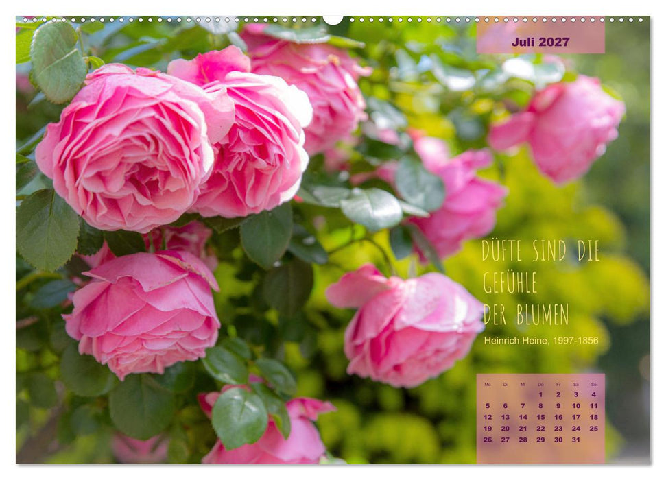 Rose Königin des Gartens (CALVENDO Premium Wandkalender 2027)