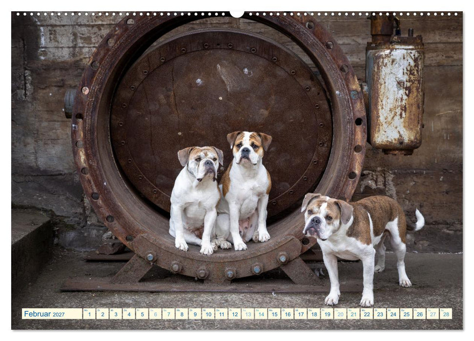 City Dogs im Landschaftspark (CALVENDO Premium Wandkalender 2027)