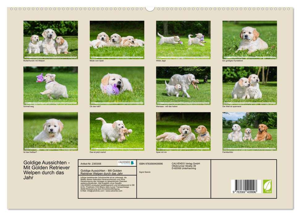 Goldige Aussichten - Mit Golden Retriever Welpen durch das Jahr (CALVENDO Premium Wandkalender 2027)