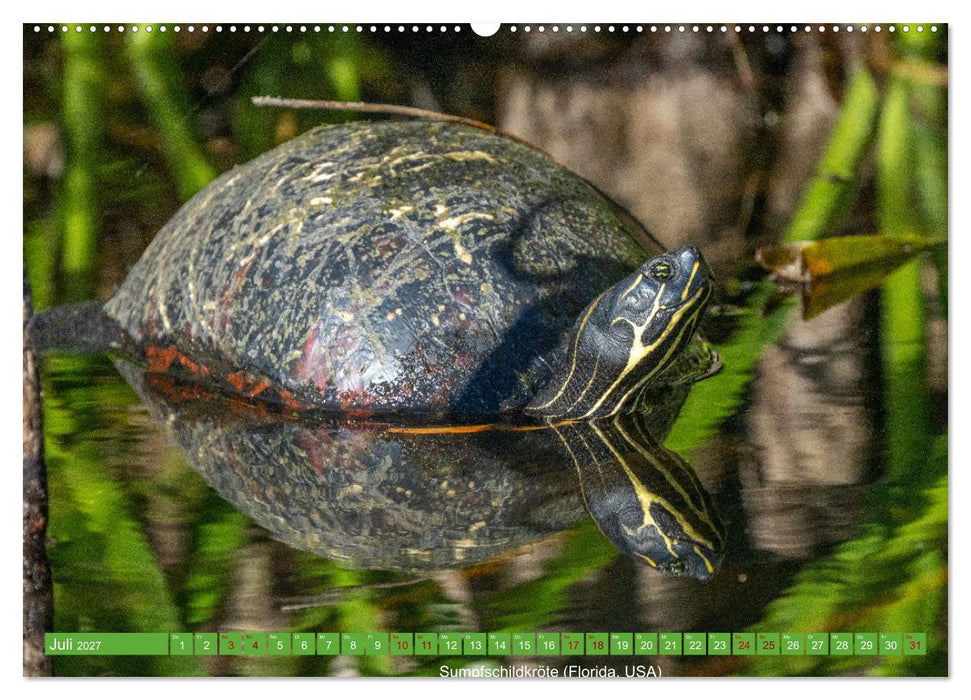 Reptilien wild und schön (CALVENDO Premium Wandkalender 2027)