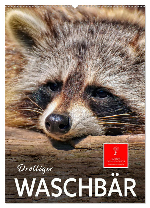 Drolliger Waschbär (CALVENDO Wandkalender 2027)