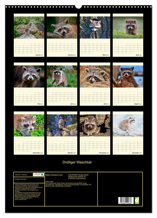 Drolliger Waschbär (CALVENDO Wandkalender 2027)