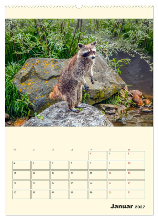 Drolliger Waschbär (CALVENDO Wandkalender 2027)