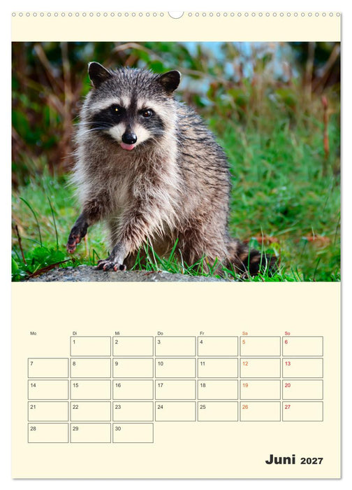 Drolliger Waschbär (CALVENDO Wandkalender 2027)