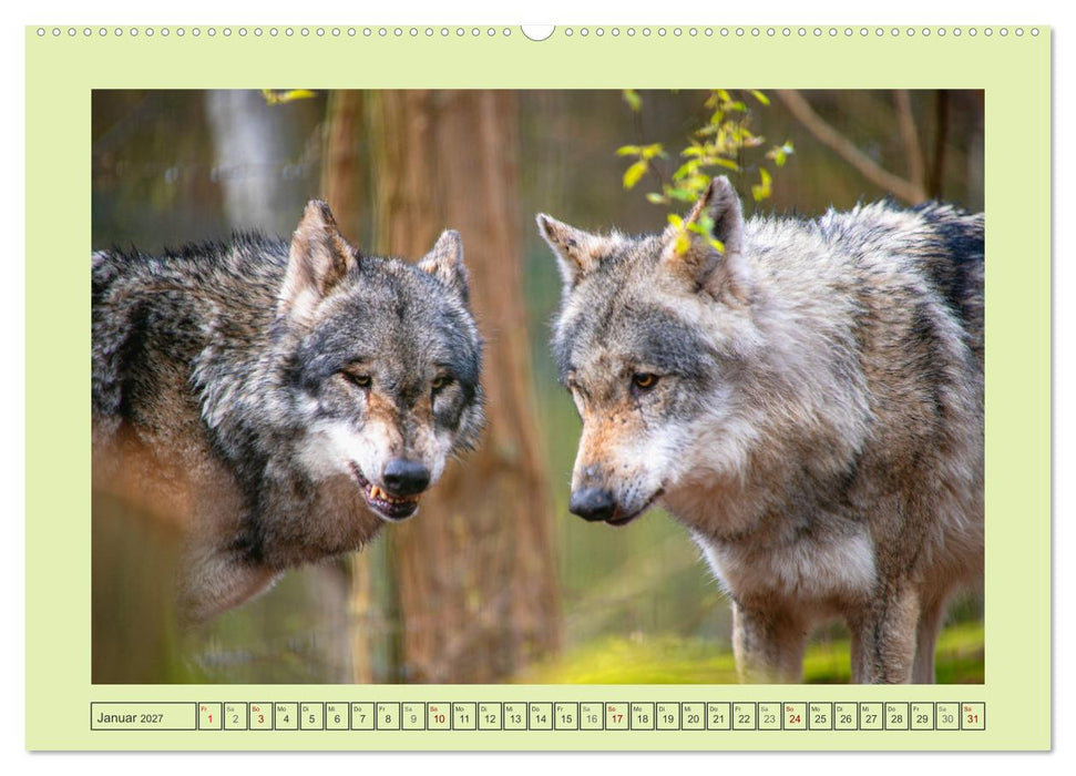 Wolf - wild und schön (CALVENDO Premium Wandkalender 2027)