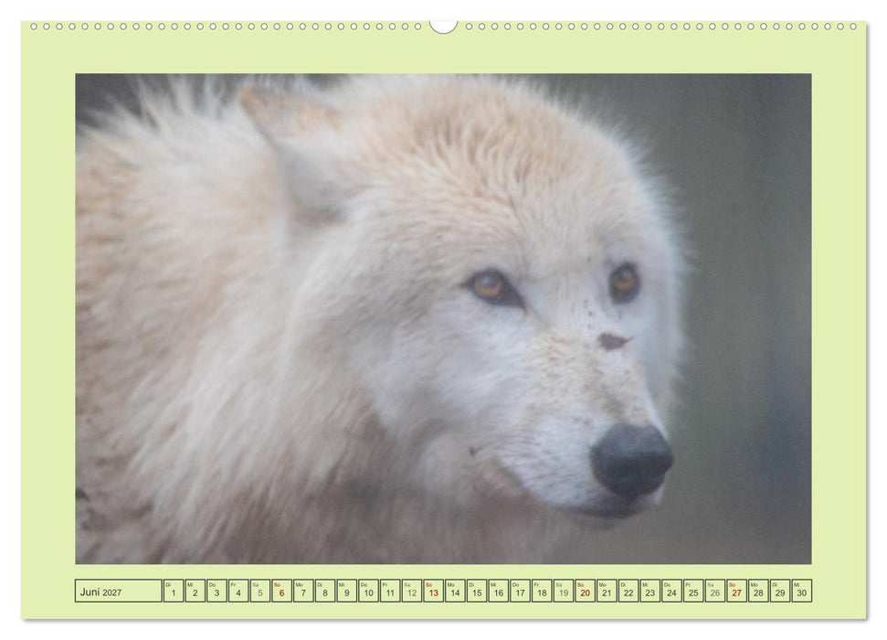 Wolf - wild und schön (CALVENDO Premium Wandkalender 2027)