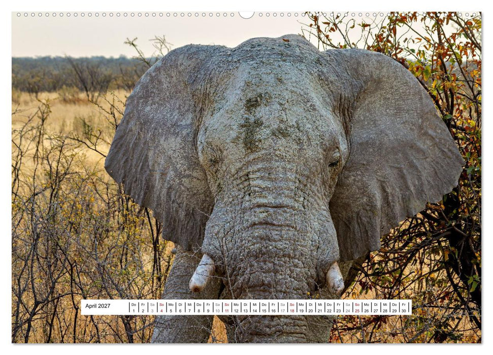 Namibia - Wilde Schönheit Afrikas (CALVENDO Wandkalender 2027)