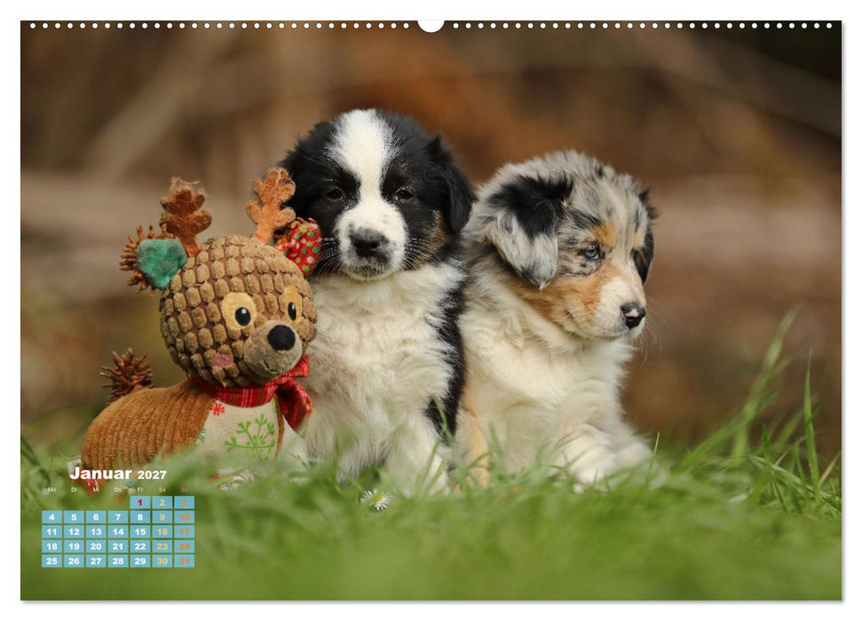 Lillyfee und ein Körbchen voller Glück (CALVENDO Wandkalender 2027)